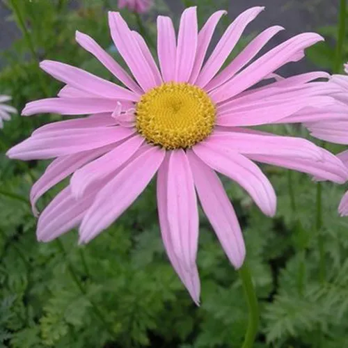 Pyrèthre rose 'Robinson's Pink' - Ferme Idée Concept Lévis
