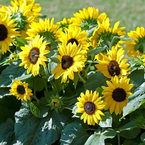 Studs Tournesols