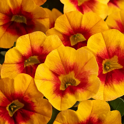 Calibrachoa Calitastic Raspberry Calibrachoa 'Calitastic® Sunset' - Ferme Idée Concept Lévis